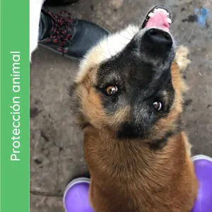 Protección Animal